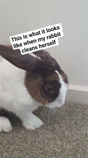 This is what it looks like when my rabbit cleans herself #funnyrabbit #rabbit #funny #shorts