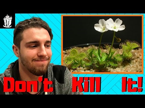 Tuberous Sundew Care Guide - Tuberous Drosera