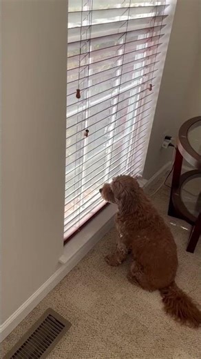 Watch These Mini Goldendoodles’ Hilarious Living Room Antics 🐕🐕
