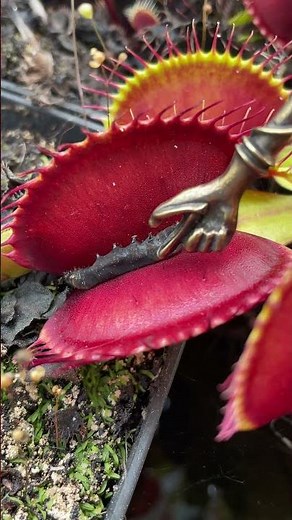 Hungry Venus Fly Traps --- how they work ??? CARNIVOROUS PLANT
