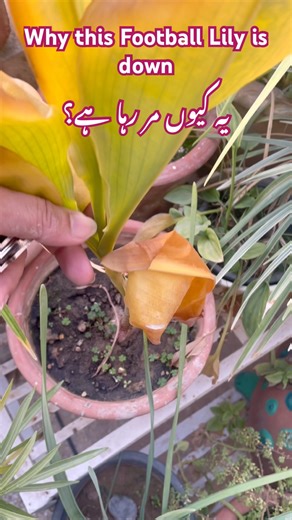 Football Lily| How to Set it| Football Lily is Down| My Football Lily| How to Save it