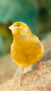 German Roller canary, one of the most famous singing canaries in the world 🎶🇩🇪: The German Roller (also called the Harz Roller or Harz Mountain Canary) is renowned for its soft, melodious, and continuous song — considered one of the sweetest among all canaries. These canaries were developed in the Harz Mountains of Germany over 200 years ago by miners who bred them specifically for their beautiful songs, not for color or size. Unlike other canaries that sing loudly, the German Roller produces