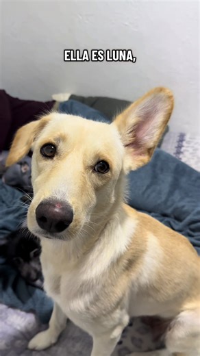 Conoce a los adorables Xolos con pelo y pelones