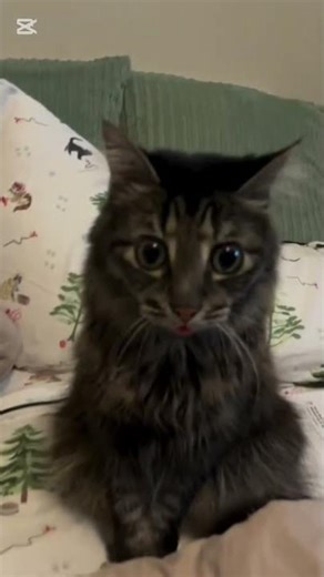 Funny Cat Clapping Like a Human 😂🐱 #shorts | Furburst Official