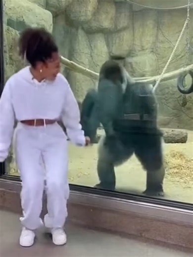 gorilla dance 🥊#gorillalover #tiktok #viral_video #viralreelsシ #powerful