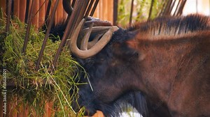 In the zoo, white tailed gnu stand near the tray and eat the green grass. Telephoto lens Stock Video