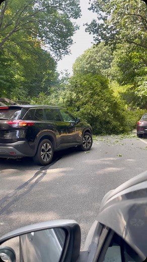 WhatIsNewYork on Instagram: "Massive tree collapses along the Jackie Robinson yesterday #whatisnewyork (@blackherostatus)"