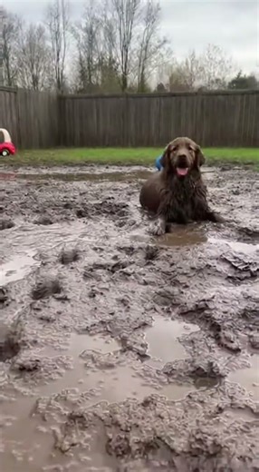 Dog Living His Best Mud Life… Until He Gets Caught 🤣🐕💦