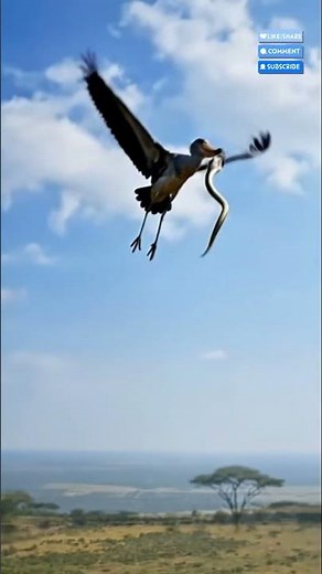 Incredible Showdown The Mighty Shoebill Stork vs Snake! 🦅🐍