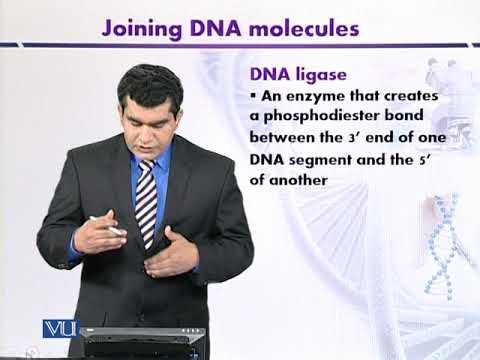 DNA Modifying Enzymes: Joining DNA Molecules | Introduction to Biotechnology | BIO5101_Topic059