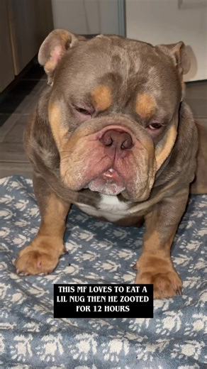 English Bulldog's Hilarious Stoner POV Experience