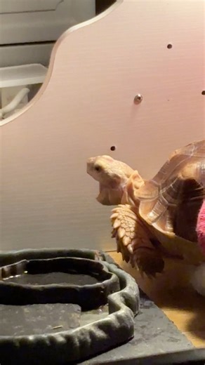 13 reactions · 6 comments | ⏰ Time check: 12:30 AM Bumpy said he was...