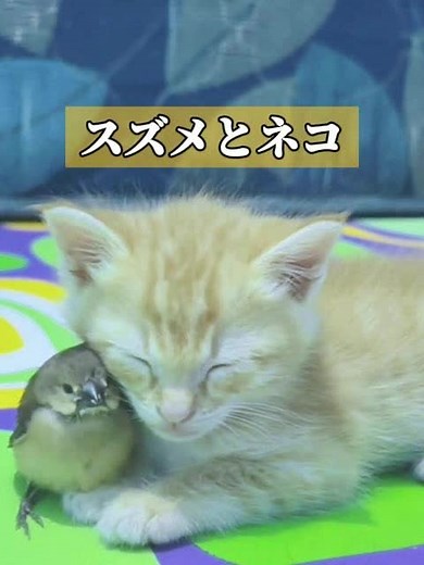 猫が、スズメの救出を静かに見守っている。#動物