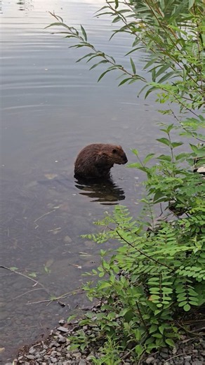 The BEAVER Grooms It's Fur At The Spokane River
