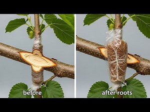 How to Air Layer a Mulberry Tree | Fast Rooting Method for Mulberry tree
