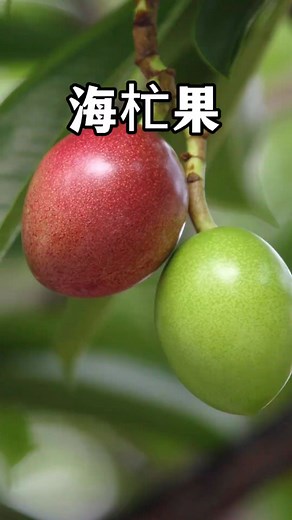 遇到这种植物一定要注意，它常种植在南方沿海地区，果实有剧毒。#植物科普 #海芒果 #有毒植物 #自然奇境科普季 | 冷暖自知-家常菜