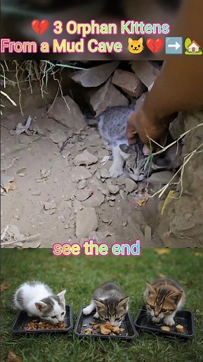 💔 Rescuing 3 Orphan Kittens From a Mud Cave 🐱💔➡️🏡 #shorts #cat #rescue