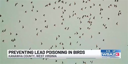 Lead poisoning from ammunition poses risk to birds