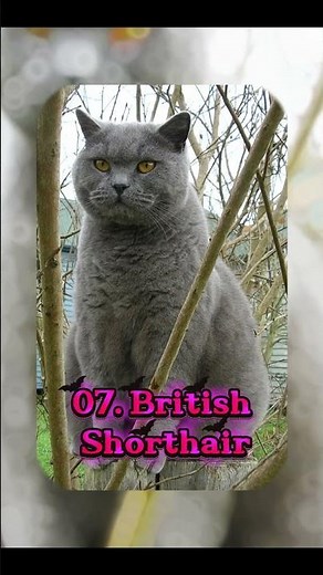 Top 10 Best Cat Breeds Ever 😻#cats #pets #shortsfeed #shortsviral #beautiful