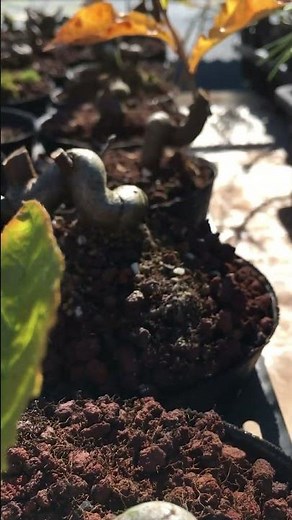素材のカマツカ・小品盆栽職人生産者やじま園＠盆栽タネ #盆栽 #盆栽タネ #bonsai