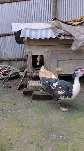 This woman released the ducks from the coop.#duck #ducklovers #coop | Animals XYZ