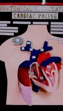 3D working model of heart ll cardiac pacing ll
