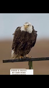 21K views · 217 reactions | Grumpy bald eagle on an osprey perch during high wind !!! I am glad I was downwind when he decided to poop  #birds #baldeagle #beautifulanimals #wildlife | samrinophotography | Facebook