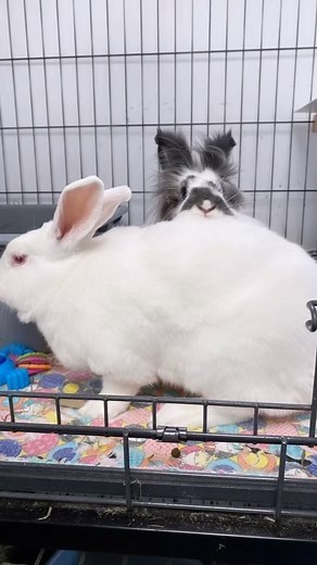 130 reactions · 8 comments | Meet Nevada and Utah! These two are such adorable snuggle buns  Eager for love and pets, they are looking for their forever home! Come meet these two 勺 #bunnies #shelterbunnies #bunniesofinstagram #adopt #adoptdontshop #rescue #rabbits #bunny #bondedpair | House Rabbit Rescue of Missouri: St. Louis | Facebook