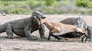 232K views · 2K reactions | Super Komodo Dragon Hunting Deer Wild Animals Attack Attack For Survival.mp4 | Wild life Animals | Facebook