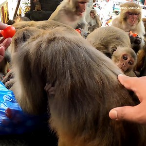 131K views · 10K reactions | Monkey eat organic village apple and fresh tomatoes | Feeding Animal | Facebook