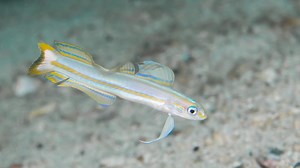 虾虎小课堂03-美国金标喷射机/Lined Dartfish/ Ptereleotris Grammica