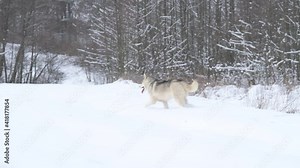 Predator walk in the woods, winter hunting and prey search.new