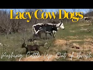 Lacy Cow Dogs - Pushing Cattle Up Out of Brush