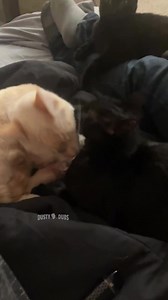 104K views · 3.6K reactions | couples catfight 3 : website submission from Charlie Smith #cat #cats #catfight #voiceover #voiceovers #animalvoiceover #animalvoiceovers #comedy #comedyvideos #comedian #entertainment #funny #memes #funnymemes #meme #lol #humor #fun #funnyvideos #lmao #jokes #viral #trending #dadjokes #dustydubs | Dusty Dubs | Facebook