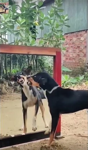 Dog Talking Funny, 2025