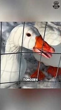 Why Geese Are the Most Aggressive Park Animals #shorts