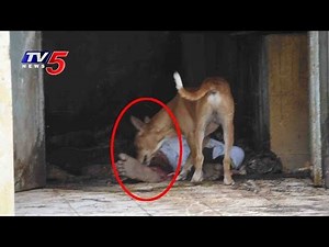 Dog Eats Dead Body In Ruia Hospital | Tirupati | TV5 News