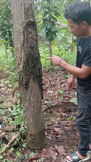 Pohon kayu jenggot walid ternyata di dalam jenggot nya ada pusaka kerang batu #shorts