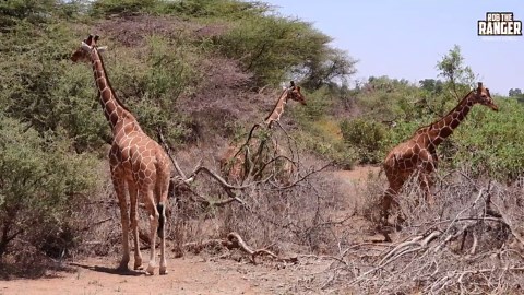 Incredible Reticulated Giraffe Graces Buffalo Springs Landscape