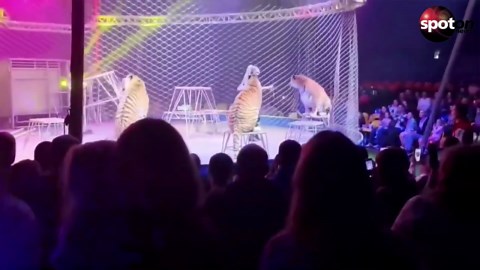 Shock at Russian circus: Tiger breaks into audience area