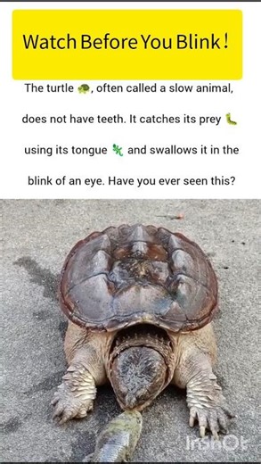 Meet the turtle wildlife wonder #turtle #ukwildlife #usawildlife #wildlife #shorts