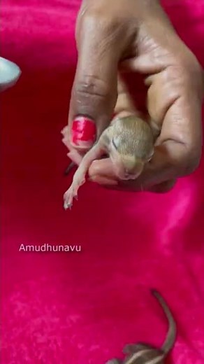 Feeding Baby Squirrels | How to feed baby Squirrels | How to take care of baby Squirrels