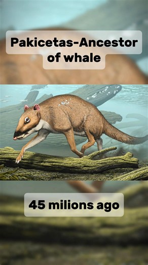 How Animals Look Before Humans (PART-5) #animals #facts #information #viral #shorts