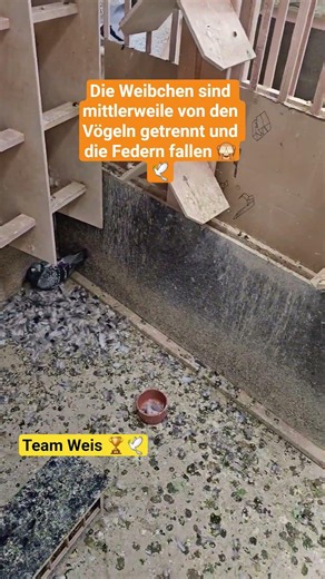 Die Federn fallen 🕊🙈 #teamweis #vogel #brieftauben #pigeon #olr #birds #federn