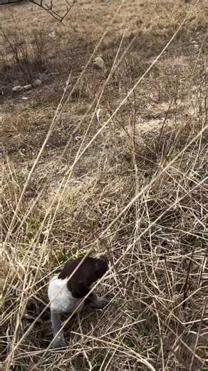 They are currently at one of our favorite puppy stages! They are mobile and enjoying the outdoors but they still just want to follow us everywhere we go in the yard. Before long they will find their wheels and off they will go to explore the fields and woods for that which they love most, birds!!! #gsp #gsppuppy #germanshorthairedpointer #puppy