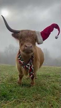 Highland Cow Gets Into Holiday Spirit