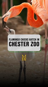 16K views · 93 reactions | Fifteen flamingo chicks hatched in front of visitors at @chesterzoo The fluffy chicks hatched in the walk-through Latin American Wetland Aviary part of the zoo, surprising visitors who witnessed the delightful new arrivals up close. More chicks are expected in the coming days, with several eggs still being incubated on nests. #manchestereveningnews #chesterzoo #animals | Manchester Evening News | Facebook