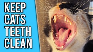 How to Keep Your Cats Teeth Clean (without Brushing): Top 6 Strategies — Our Pet's Health