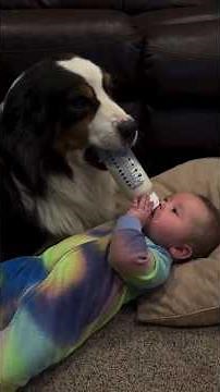 This Dog Babysits Better Than Humans 😂