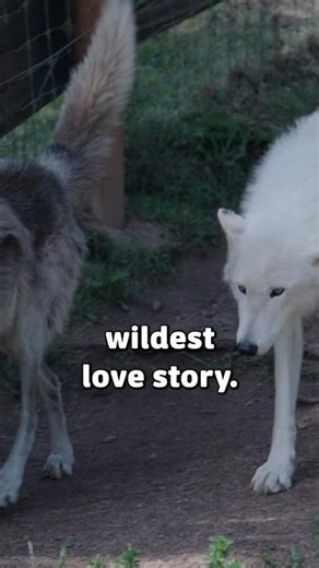 Colorado’s Wildest Love Story 🐺